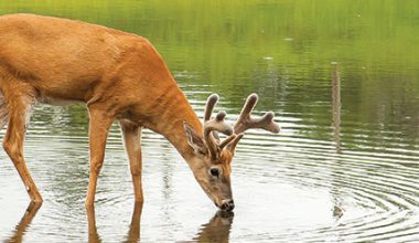 deer pants for